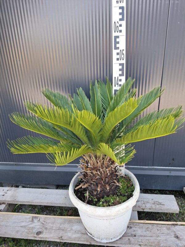 Cykas Revoluta Sagowiec  donica, taras, egzotyk, ogród zimowy 40-45cm