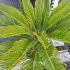 Cykas Revoluta Sagowiec  donica, taras, egzotyk, ogród zimowy 40-45cm