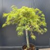Klon palmowy 'Dissectum' zielony na pniu, małe drzewko, donica, ogród