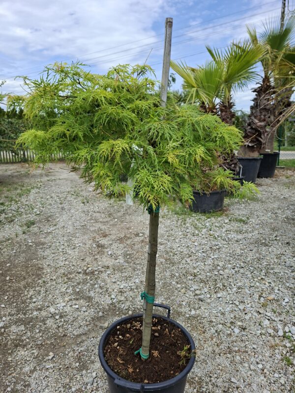 Klon palmowy 'Dissectum' zielony na pniu, małe drzewko, donica, ogród
