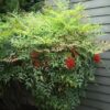 Nandina domestica,niebiański bambus,zimozielona,donica, ogród c20,100-130cm