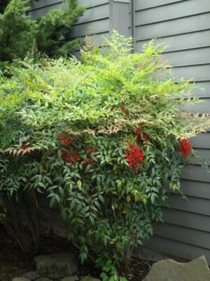 Nandina domestica,niebiański bambus,zimozielona,donica, ogród c20,100-130cm