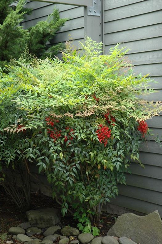 Nandina domestica,niebiański bambus,zimozielona,donica, ogród c20,100-130cm