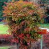 Nandina domestica,niebiański bambus,zimozielona,donica, ogród c20,100-130cm