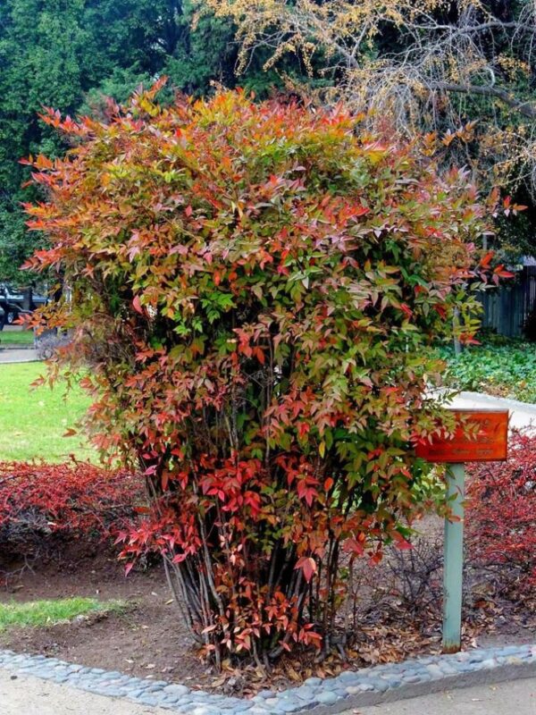Nandina domestica,niebiański bambus,zimozielona,donica, ogród c20,100-130cm