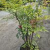 Nandina domestica,niebiański bambus,zimozielona,donica, ogród c20,100-130cm