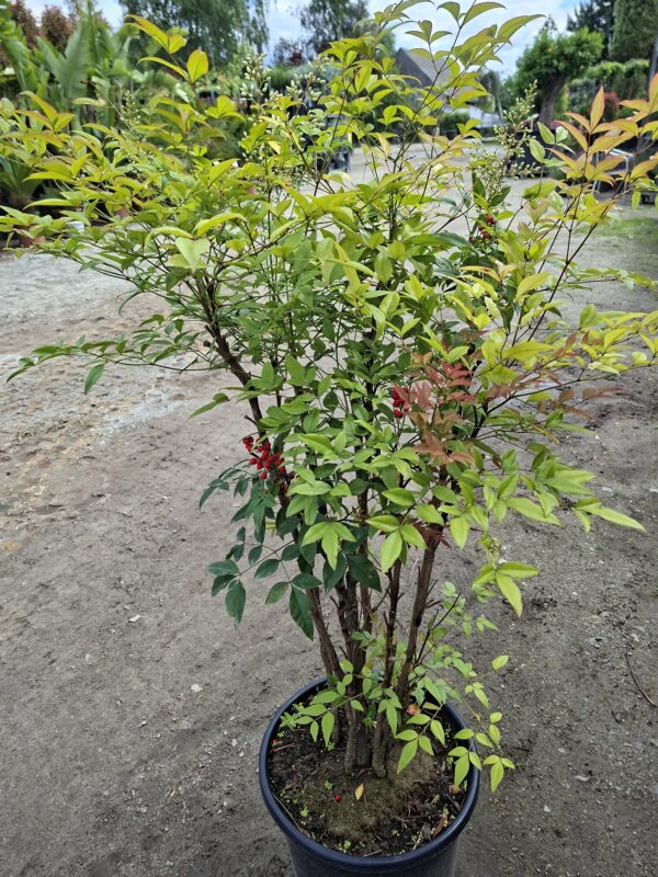 Nandina domestica,niebiański bambus,zimozielona,donica, ogród c20,100-130cm