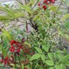 Nandina domestica,niebiański bambus,zimozielona,donica, ogród c20,100-130cm