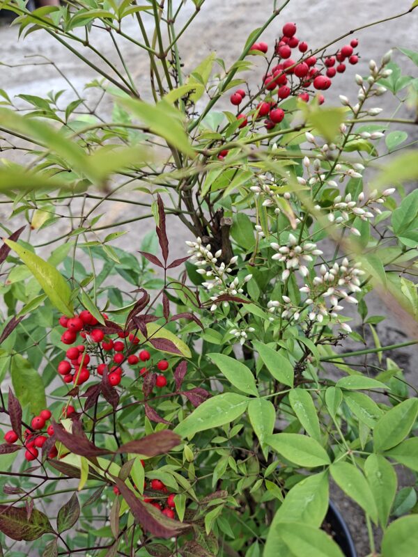 Nandina domestica,niebiański bambus,zimozielona,donica, ogród c20,100-130cm