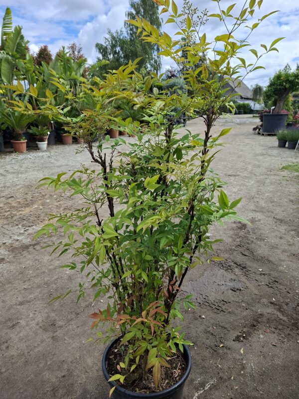Nandina domestica,niebiański bambus,zimozielona,donica, ogród c20,100-130cm