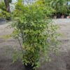 Nandina domestica,niebiański bambus,zimozielona,donica, ogród c20,100-130cm