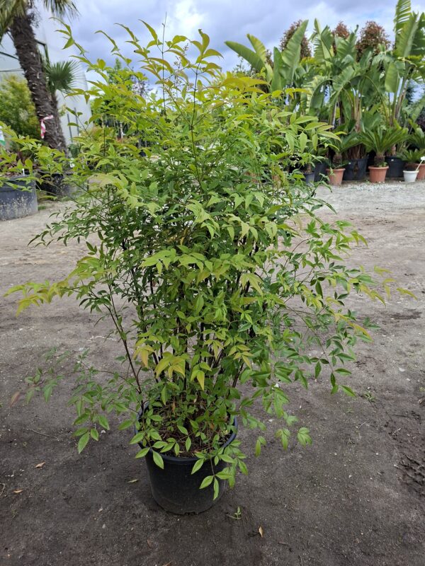 Nandina domestica,niebiański bambus,zimozielona,donica, ogród c20,100-130cm
