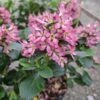 Escallonia Pink Elle (Twardziczka) zimozielona,kwitnąca,krzew  c2