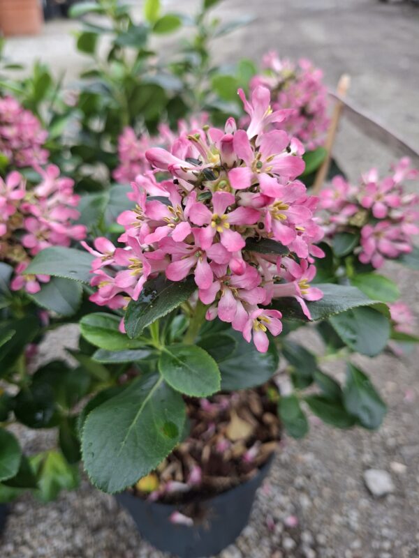 Escallonia Pink Elle (Twardziczka) zimozielona,kwitnąca,krzew  c2
