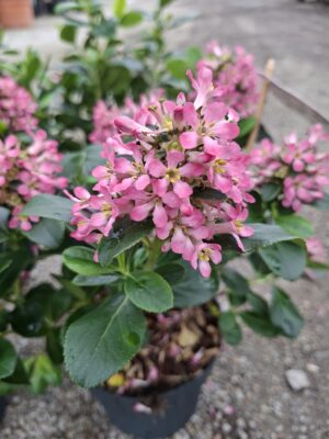 Escallonia Pink Elle (Twardziczka) zimozielona,kwitnąca,krzew  c2
