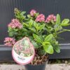 Escallonia Pink Elle (Twardziczka) zimozielona,kwitnąca,krzew  c2