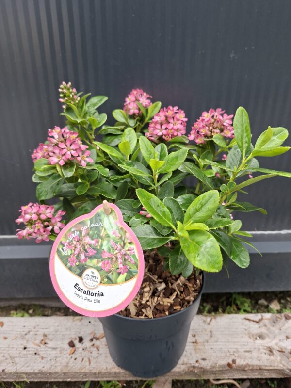 Escallonia Pink Elle (Twardziczka) zimozielona,kwitnąca,krzew  c2