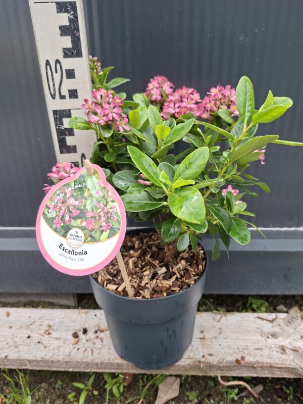 Escallonia Pink Elle (Twardziczka) zimozielona,kwitnąca,krzew  c2