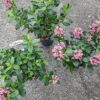 Escallonia Pink Elle (Twardziczka) zimozielona,kwitnąca,krzew  c2