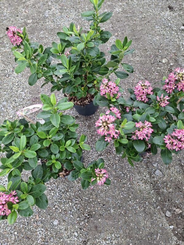 Escallonia Pink Elle (Twardziczka) zimozielona,kwitnąca,krzew  c2