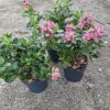 Escallonia Pink Elle (Twardziczka) zimozielona,kwitnąca,krzew  c2
