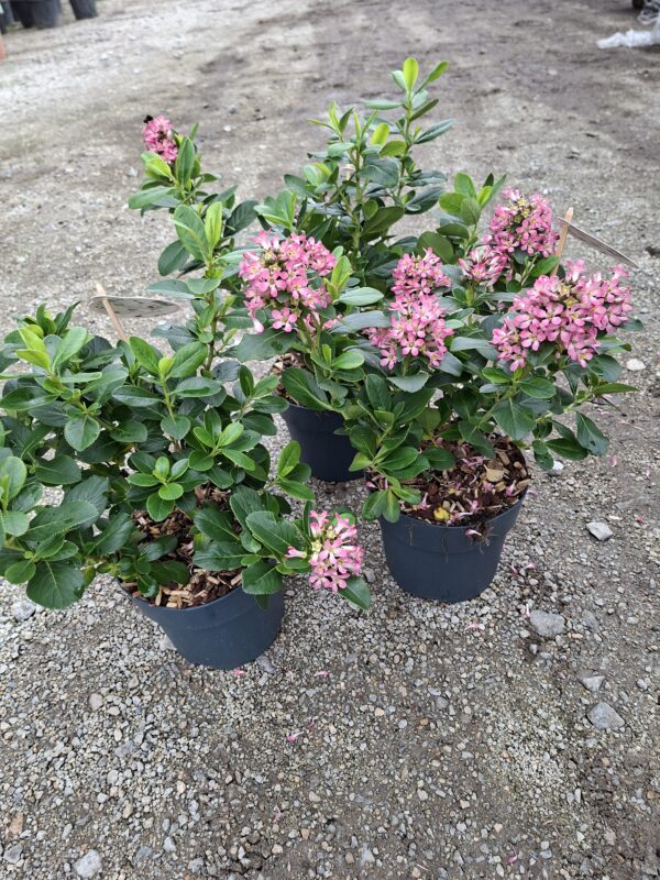 Escallonia Pink Elle (Twardziczka) zimozielona,kwitnąca,krzew  c2