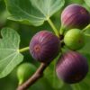 Figa 'Rouge de Bordeaux', jadalne owoce, małe drzewko, ogród, donica
