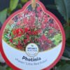 Głogownik 'Little Red Robin',zimozielony,niski żywopłot, ogród, donica c2