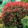 Głogownik 'Little Red Robin',zimozielony,niski żywopłot, ogród, donica c2