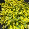 Trzmielina 'Emerald Gold',zimozielona,na pniu,ogród,donica c5