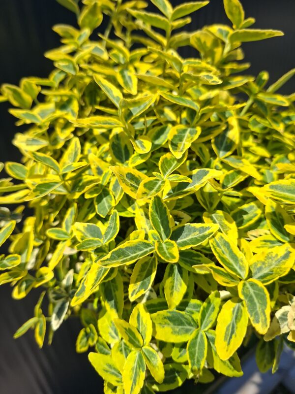 Trzmielina 'Emerald Gold',zimozielona,na pniu,ogród,donica c5