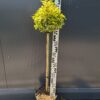 Trzmielina 'Emerald Gold',zimozielona,na pniu,ogród,donica c5