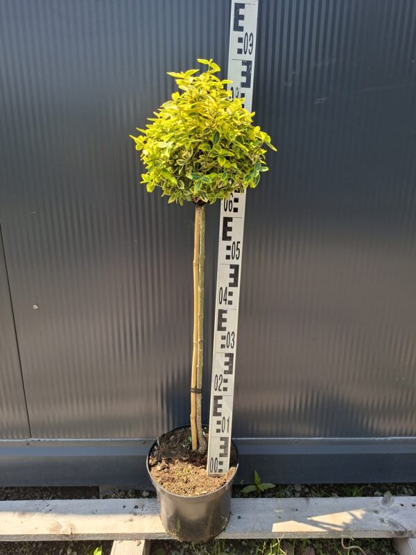 Trzmielina 'Emerald Gold',zimozielona,na pniu,ogród,donica c5