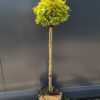 Trzmielina 'Emerald Gold',zimozielona,na pniu,ogród,donica c5