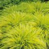 Trawa bambusowa, Hakonechloa  'All Gold' niska, do cienia c3