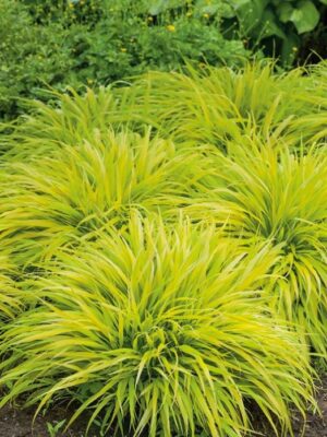 Trawa bambusowa, Hakonechloa  'All Gold' niska, do cienia c3