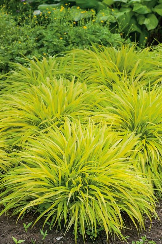 Trawa bambusowa, Hakonechloa  'All Gold' niska, do cienia c3