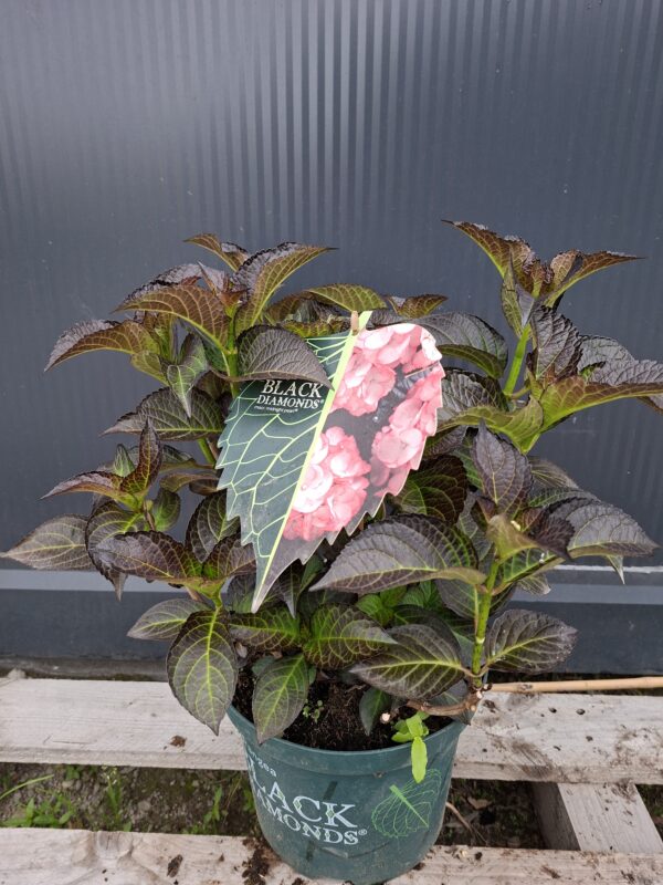 Hortensja ogrodowa Midnight Pearl (seria Black Diamonds), ciemne liście c5