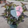 Hortensja ogrodowa Midnight Pearl (seria Black Diamonds), ciemne liście c5