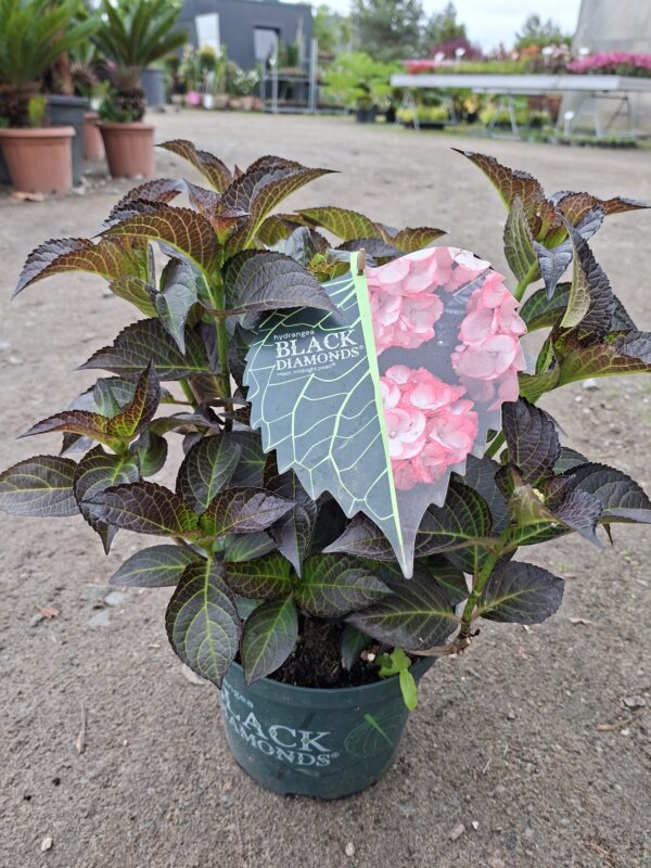 Hortensja ogrodowa Midnight Pearl (seria Black Diamonds), ciemne liście c5