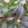Hortensja ogrodowa Midnight Pearl (seria Black Diamonds), ciemne liście c5