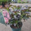 Hortensja ogrodowa Midnight Pearl (seria Black Diamonds), ciemne liście c5