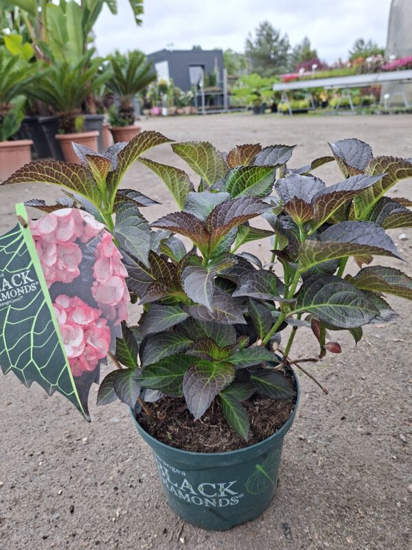 Hortensja ogrodowa Midnight Pearl (seria Black Diamonds), ciemne liście c5
