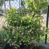 Jaśmin gwiazdkowy–zimozielone pnącze,na kracie, pachnący,ogród balkon,taras