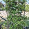 Jaśmin gwiazdkowy–zimozielone pnącze,na kracie, pachnący,ogród balkon,taras