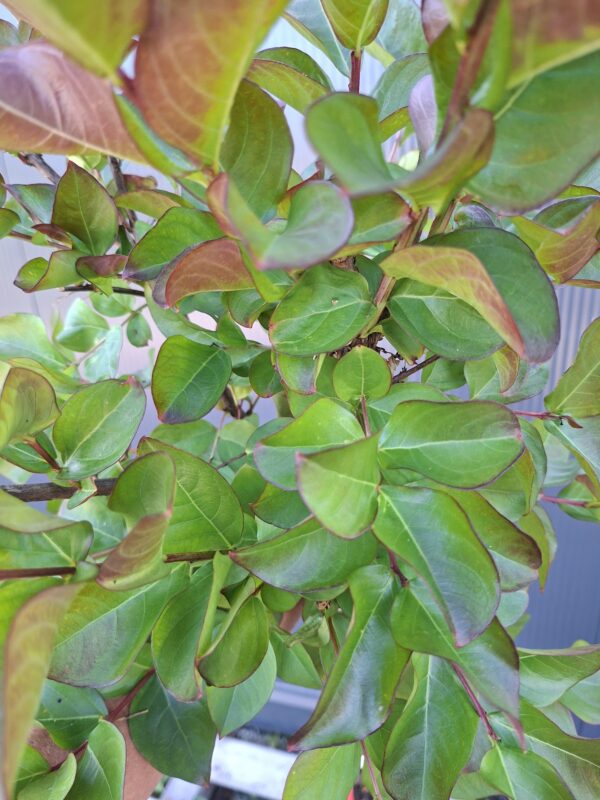 Lagerstroemia 'Dynamite', bez południa,czerwone kwiaty, na pniu