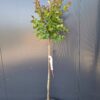 Lagerstroemia 'Dynamite', bez południa,czerwone kwiaty, na pniu