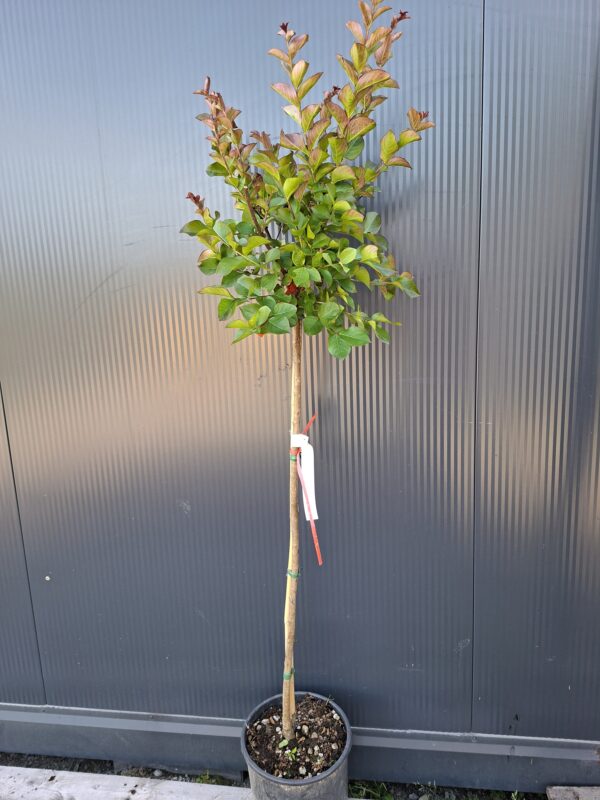 Lagerstroemia 'Dynamite', bez południa,czerwone kwiaty, na pniu