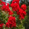 Lagerstroemia 'Dynamite', bez południa,czerwone kwiaty, na pniu