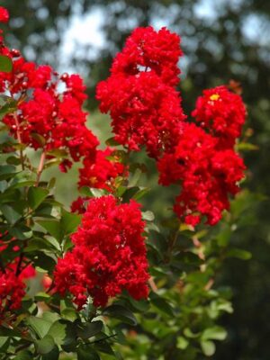 Lagerstroemia 'Dynamite', bez południa,czerwone kwiaty, na pniu